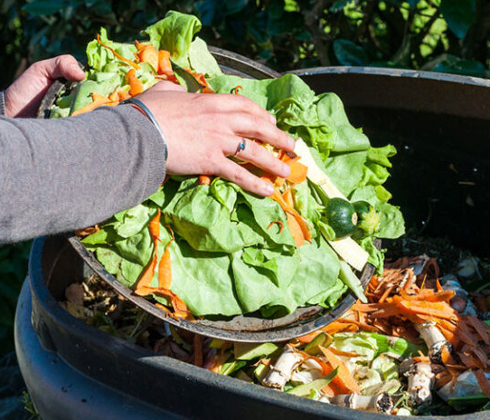 La FAO et la municipalité de Tunis